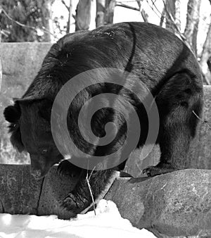 Asian black bear Ursus thibetanus or Selenarctos thibetanus