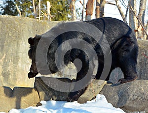 Asian black bear Ursus thibetanus or Selenarctos thibetanus