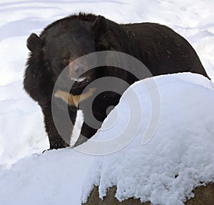 Asian black bear Ursus thibetanus or Selenarctos thibetanus,