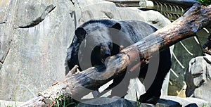 Asian black bear Ursus thibetanus or Selenarctos thibetanus