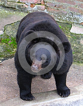 Asian black bear (Ursus thibetanus ussuricus)