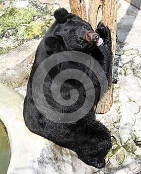 Asian black bear (Ursus thibetanus ussuricus)