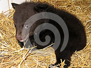 Asian black bear (Ursus thibetanus ussuricus)