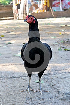 Asian Black Chicken Isolated on the Ground