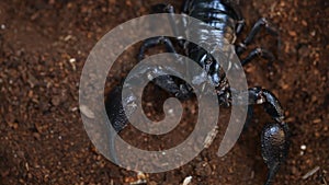 Asian black scorpion in Thaialnd