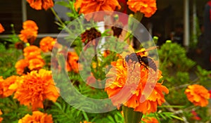 Asian black wasp foraging on orange chrysanthemums