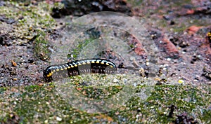 A Black Yellow Striped Millipede On A Mossy Brick Wall Mobile Photography