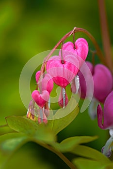 Asian Bleeding-Heart Lamprocapnos spectabilis Closeup