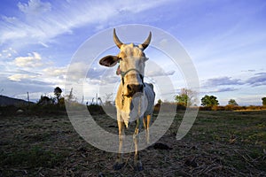 Asian bloodline cow in tropical field