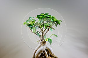 Asian bonsai in a macro view photo