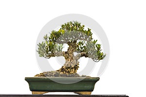 Asian bonzai growing in ceramic plate isolate on white background