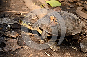 Asian Box Turtle