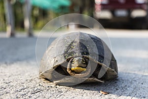 Asian box turtle
