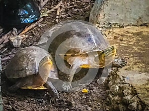 Asian box turtle, Siamese box terrapin turtle (Cuora amboinensis) have a blackish olive head with three yellow strips on the side.