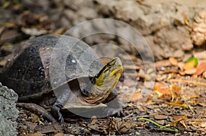 Asian box turtle walking on the ground.