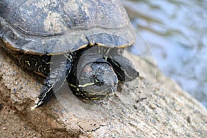 Asian box turtles it is a slow-moving reptile, enclosed in a scaly or leathery domed shell into which.