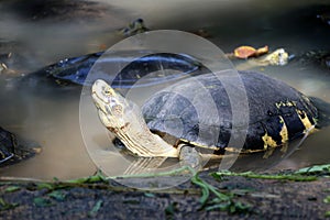 Asian box turtles in the water. it is a slow-moving reptile.