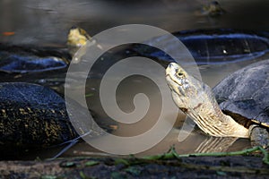 Asian box turtles in the water. it is a slow-moving reptile.