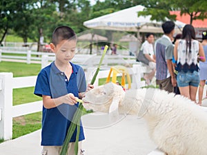 Asian boy Feeding a Sheep