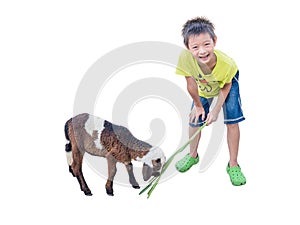 Asian boy Feeding a Sheep