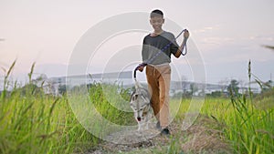 Asian boy leads his dog to walk in the fields, rice fields.