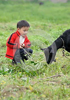 Asian boy looking black goat