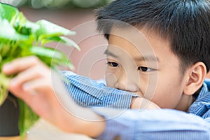 Asian boy looking at young plant