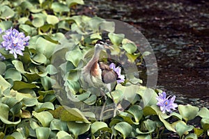 An asian brown-chested Water Hen in Wetland, India