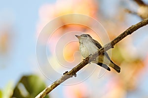 Asian Brown Flycatcher