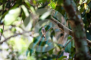 Asian Brown Flycatcher