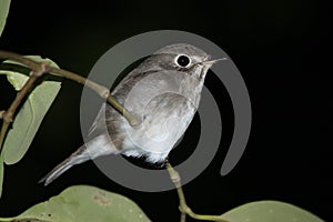 Asian Brown Flycatcher