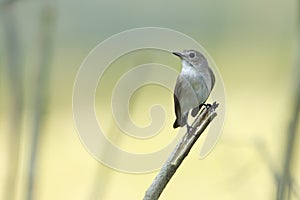 Asian brown flycatcher bird in Nepal