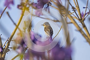 Asian Brown Flycatcher and a blurred purple flower foreground