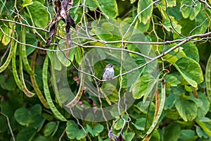 Asian Brown Flycatcher Formal Name: Muscicapa latirostris