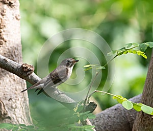 Asian Brown Flycatcher (mascicapa latirostris)