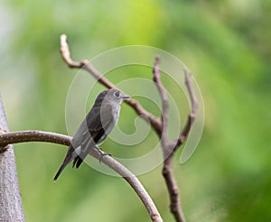 Asian Brown Flycatcher (mascicapa latirostris)