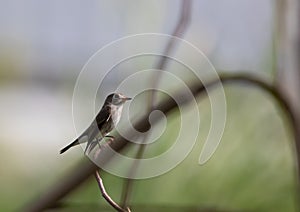 Asian Brown Flycatcher (mascicapa latirostris)