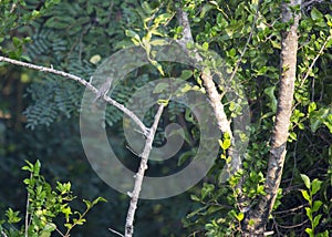 Asian Brown Flycatcher Muscicapa dauurica