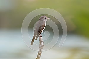 Asian Brown Flycatcher Muscicapa dauurica Beautiful Birds of Thailand