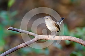 Asian brown Flycatcher (Muscicapa dauurica) on branch