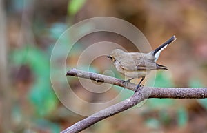 Asian brown Flycatcher Muscicapa dauurica on branch in DoiinthanonChiangmai. Thailand