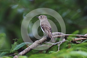 Asian Brown Flycatcher Muscicapa dauurica Cute Birds of Thailand