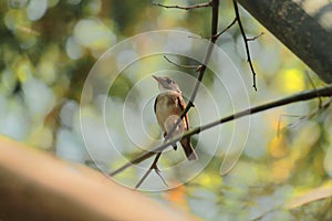 Asian brown flycatcher or muscicapa dauurica is sitting on a branch in a tropical forest