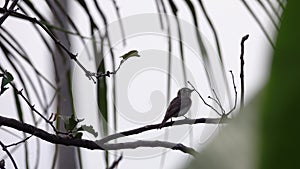 Asian brown flycatcher Muscicapa dauurica Sitting on Tree Branch