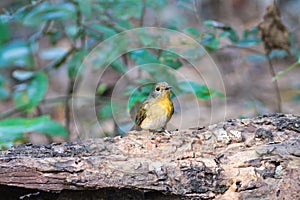 Asian brown Flycatcher Muscicapa dauurica on tub