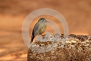 Asian Brown Flycatcher, Muscicapa latirostris, Ganeshgudi, Karnataka,