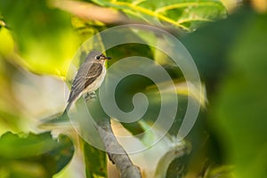 Asian brown Flycatcher, Muscicapa latirostris, Vietnam