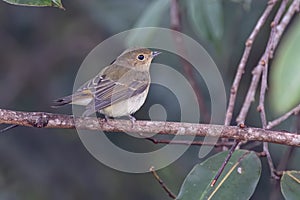 Asian Brown Flycatcher perching on tree branch
