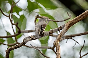 Asian Brown FlycatcherMuscicapa dahurica standing on branch