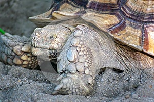 Asian Brown tortoise craws on a sandy surface